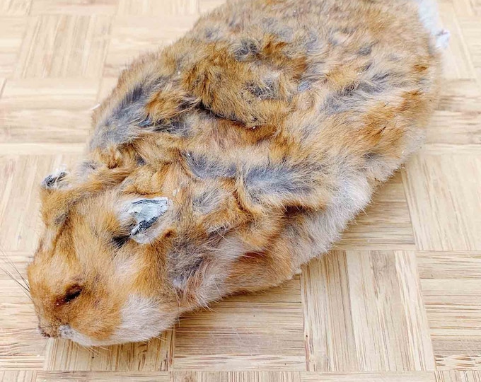Freeze Dried Guinea Pig Whole Prey Treat Chew - Etsy