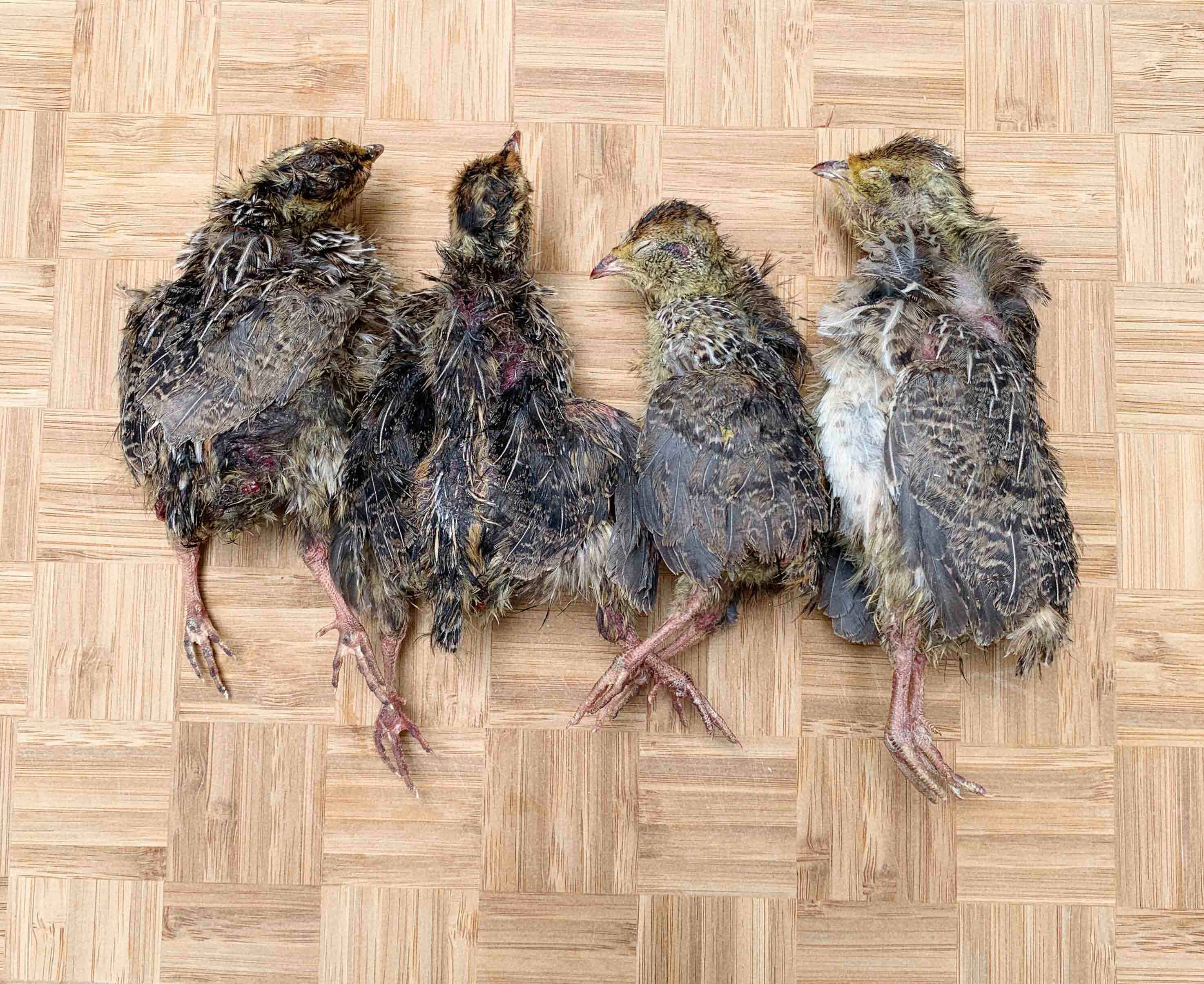 Freeze dried quail discount