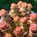 Crassula marnieriana Baby Necklace Succulents Plants 2 inch