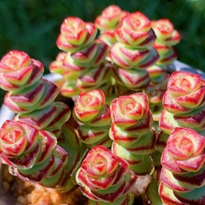 Crassula marnieriana Baby Necklace Succulents Plants - 2 inch