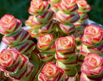 Crassula marnieriana Baby Necklace Succulents Plants - 2 inch