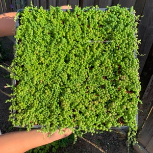 May include: A square tray filled with vibrant green String of Pearls succulents. The trailing stems are covered in small, round, bead-like leaves. The image is taken from a high angle, showcasing the dense, lush plant. The text "AllisonSucculents" is visible.