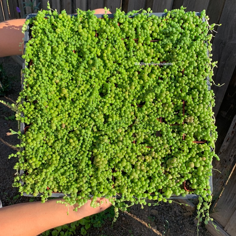 May include: A square tray filled with vibrant green String of Pearls succulents. The trailing stems are covered in small, round, bead-like leaves. The image is taken from a high angle, showcasing the dense, lush plant. The text "AllisonSucculents" is visible.