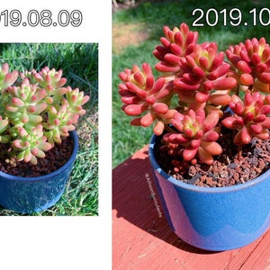 Variegated Jelly Beans | Sedum rubrotinctum aurora Succulents Plants - 2inch pot (GREEN during summer)