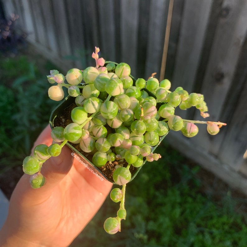 thumbnail image 2 of Variegated String Of Pearls – Senecio Rowleyanus, 6 Inch Pot, Very Long Trails 2 of 5