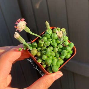 May include: A small square brown pot filled with a String of Pearls succulent. The plant has small, round, green, pearl-like leaves and delicate white and pink flowers. The pot is held in a person's hand, with the text "Allison Succulents" visible.