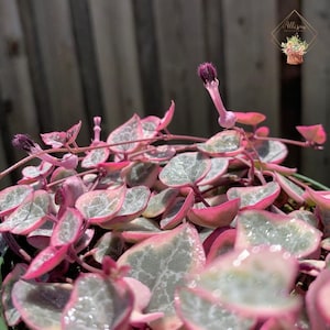 May include: Close-up of a String of Hearts plant with heart-shaped leaves. The leaves have a mix of green and pink hues, with a delicate pattern. The plant has small, purple flowers on slender stems, and is a popular houseplant.