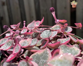 Variegated String of Hearts | VSOH | Ceropegia woodii | House plants | 2 or 4 inch pot