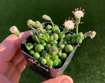String of Pearls live plants house succulents plants -2inch