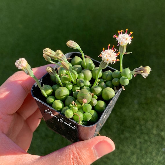String of Pearls live plants house succulents plants -2inch
