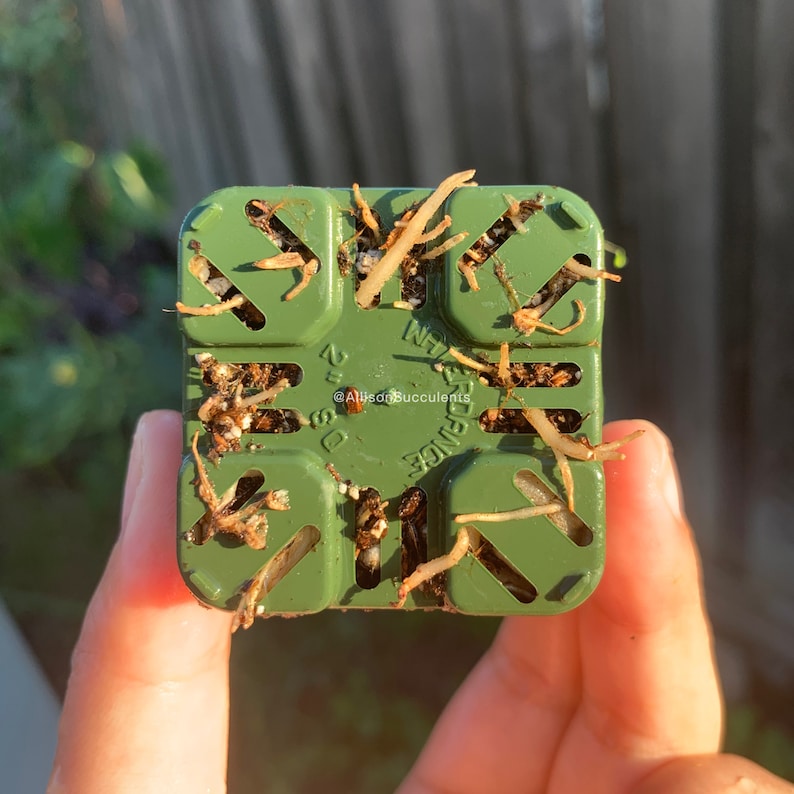 May include: A close-up of a green square plant pot with drainage holes, filled with soil and visible plant roots. The pot has the text "2" and "D" printed on it. The text "@AllisonSucculents" is also visible.