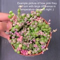 Variegated String of Pearls Succulents Plants House Plants - 2 inch or 4 inch