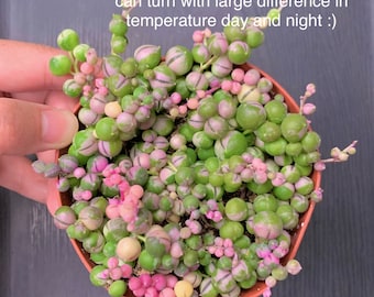 Variegated String of Pearls Succulents Plants House Plants - 2 inch or 4 inch