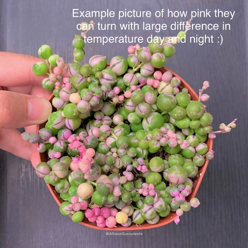 Variegated String of Pearls Succulents Plants House Plants - 2 inch or 4 inch