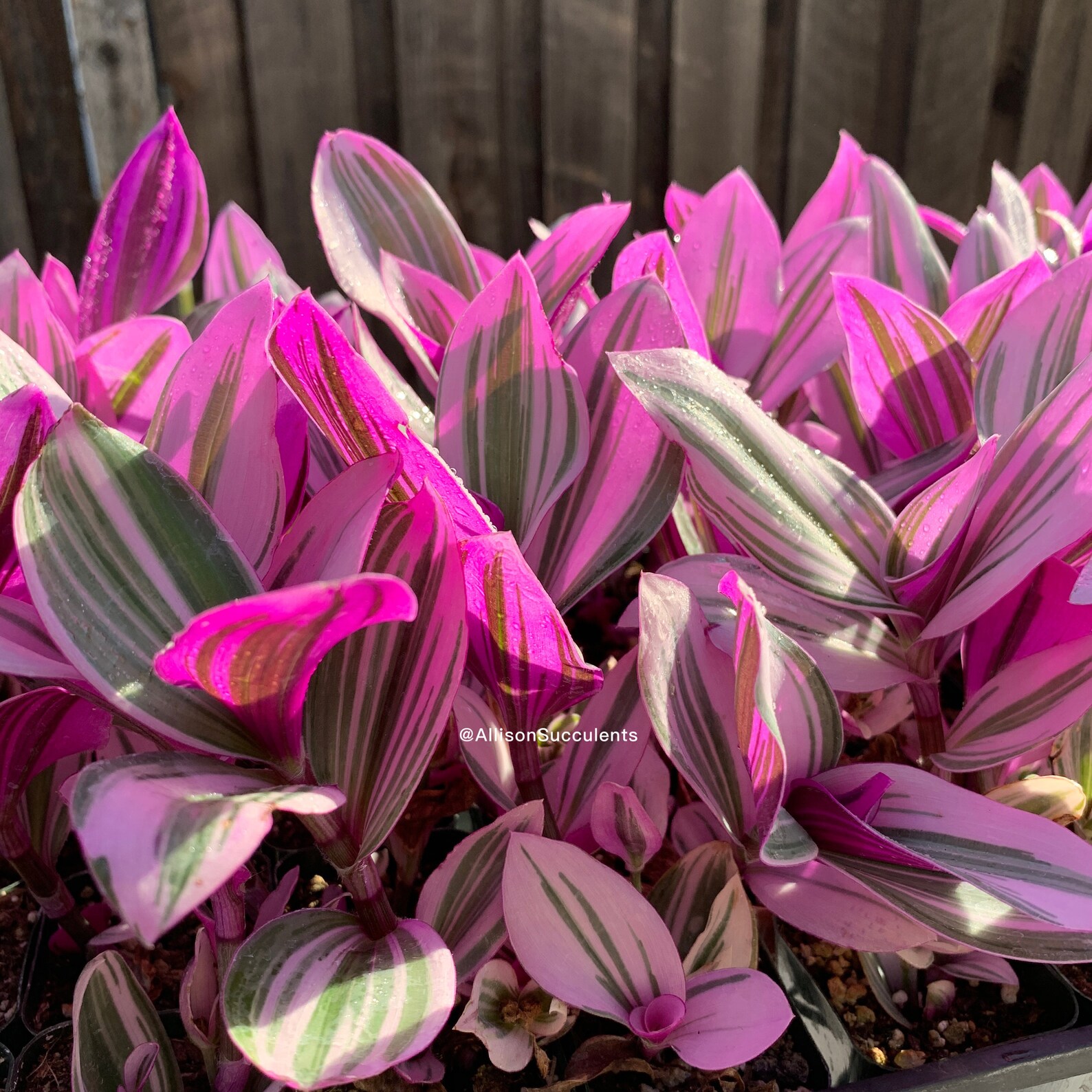 Tradescantia Nanouk Variegated House Plants cutting or 2inch Etsy