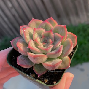 May include: A succulent plant with green and pink-edged leaves, displayed in a small green square pot. The plant is covered in tiny water droplets, and the leaves have a slight sheen. The background is blurred, suggesting an outdoor setting.