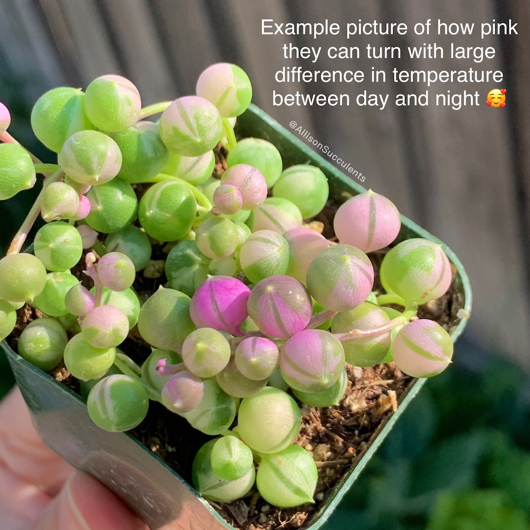 Variegated String of Pearls Succulents Plants House Plants 2 Inch Etsy