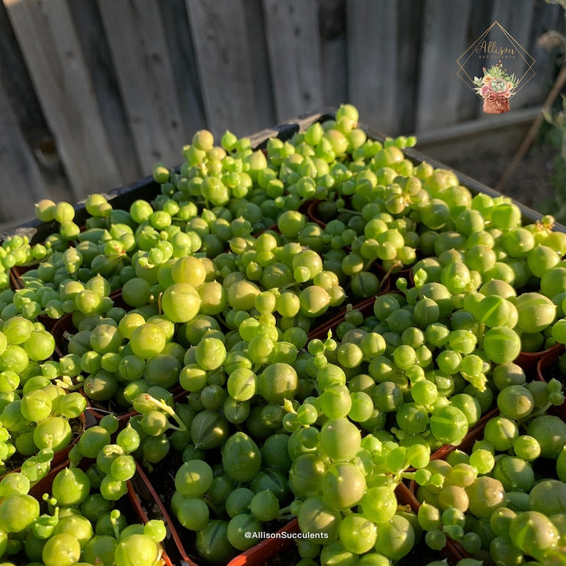 May include: Close-up of String of Pearls succulents, a trailing plant with small, round, bead-like leaves. The plants are a vibrant green color and are in small, brown pots. The image is well-lit, showcasing the texture and detail of the plants.