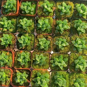 May include: An overhead view of numerous small square pots, each containing a green succulent. The succulents, with their star-like form and translucent leaves, are set in green moss. The pots are closely arranged.