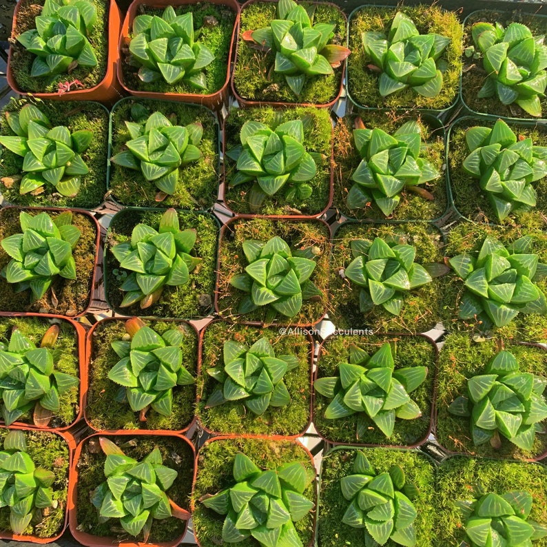Haworthia Mutica Nigra Seeds - 5 Rare Succulent Seeds For Bonsai, Cactus & Aloe Collection | Exotic Plant