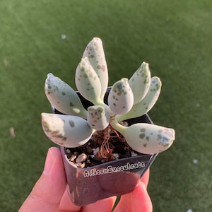 May include: A small succulent plant with pale green, teardrop-shaped leaves featuring dark green speckled patterns. The plant is potted in a square black plastic container with the text AllisonSucculents printed in white on the front side.