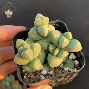 May include: A small green succulent plant with fleshy, rounded leaves in a black plastic pot. The plant is a type of living stone succulent.