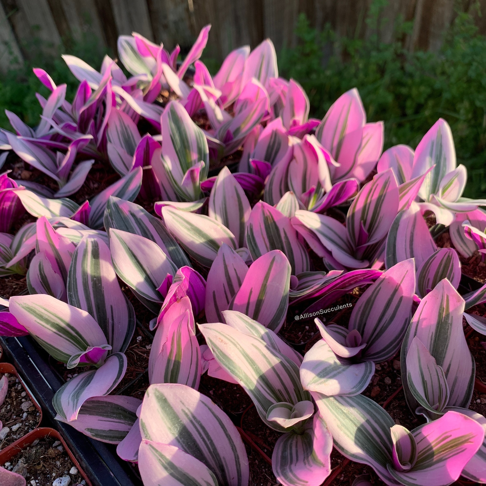 Tradescantia Nanouk Variegated House Plants cutting or 2inch Etsy