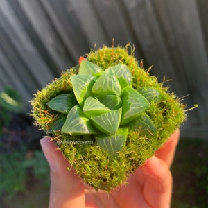 May include: A small, vibrant green succulent plant with translucent leaves, set in a bed of lush, green moss. The plant is in a square container. The image is well-lit, highlighting the plant's texture. The text "@AllisonSucculents" is visible.