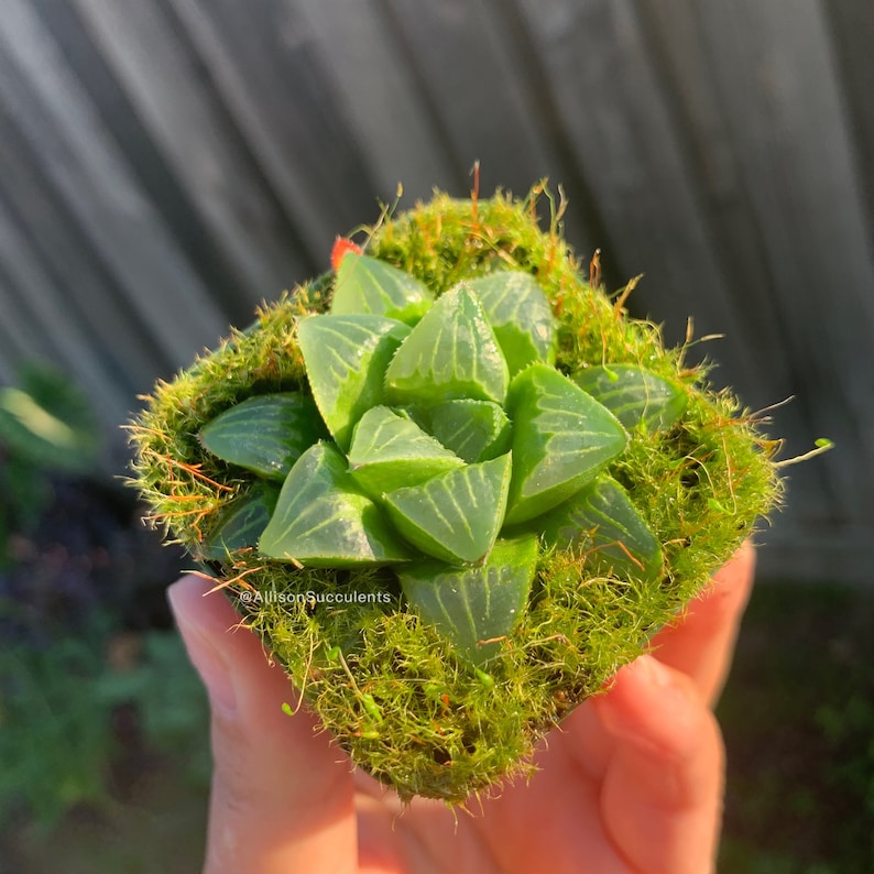 May include: A small, vibrant green succulent plant with translucent leaves, set in a bed of lush, green moss. The plant is in a square container. The image is well-lit, highlighting the plant's texture. The text "@AllisonSucculents" is visible.
