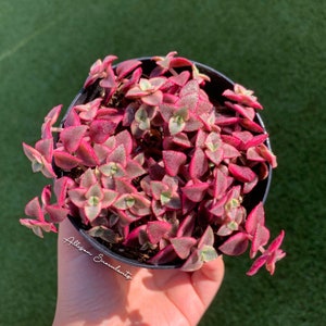 Variegata Crassula marginalis rubra Calico Kitten Succulents Plants - 2 or 4 inch pot