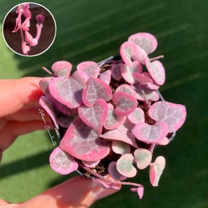 String of Hearts Variegated | VSOH | Ceropegia woodii | String of Hearts | 2 inch or 4 inch pot