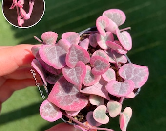 String of Hearts Variegated | VSOH | Ceropegia woodii | String of Hearts | 2 or 4 inch pot