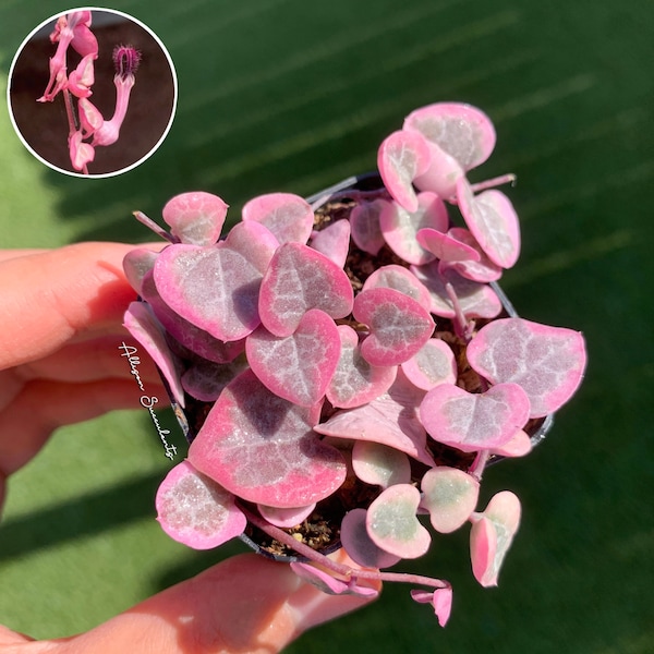 String of Hearts Variegated | VSOH | Ceropegia woodii | String of Hearts | 2 or 4 inch pot