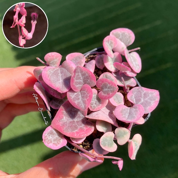 String of Hearts Variegated | VSOH | Ceropegia woodii | String of Hearts | 2 inch or 4 inch pot