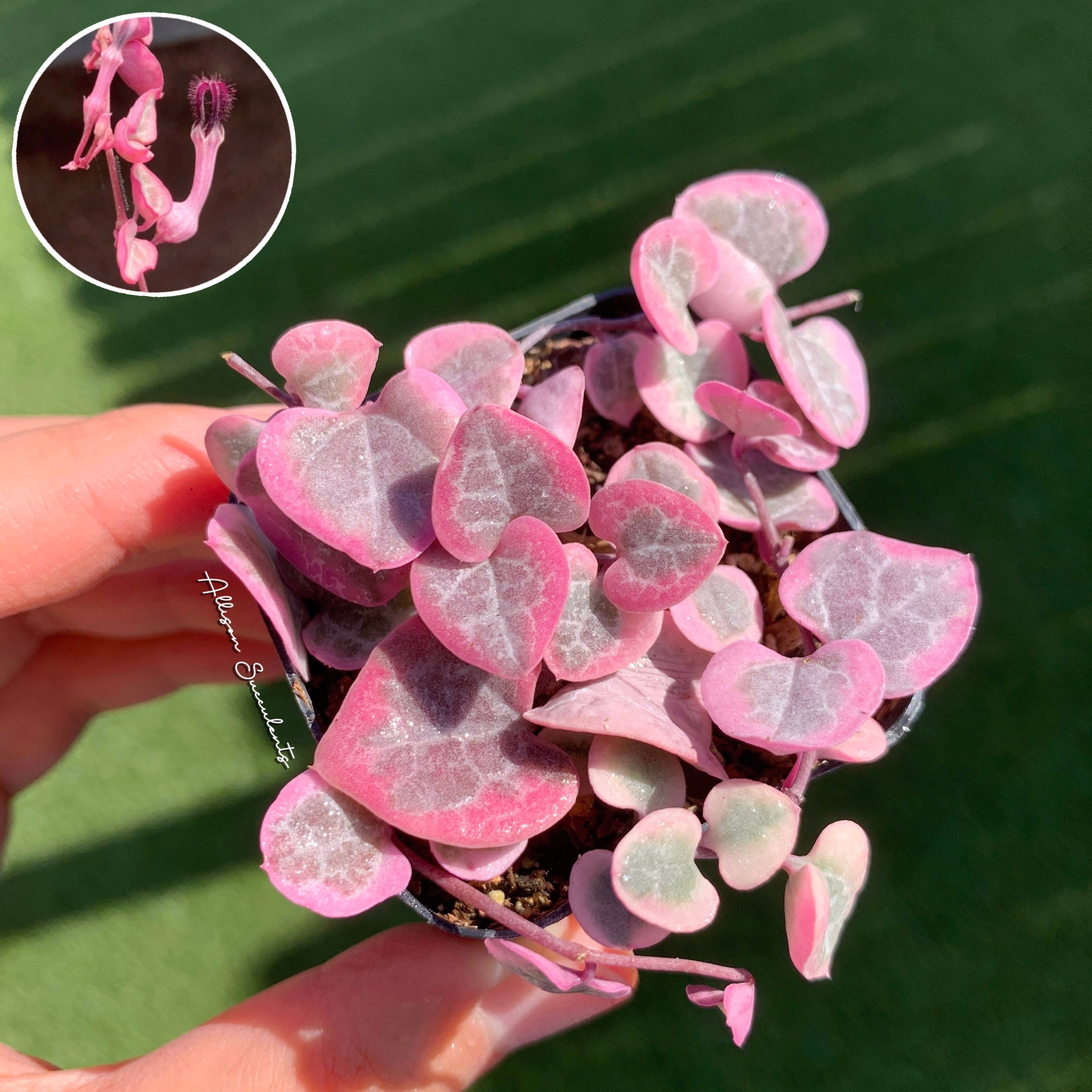 String of Hearts Variegated | VSOH | Ceropegia Woodii | String of