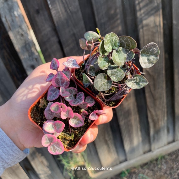Variegated String of Hearts & Regular String of Hearts Set Etsy