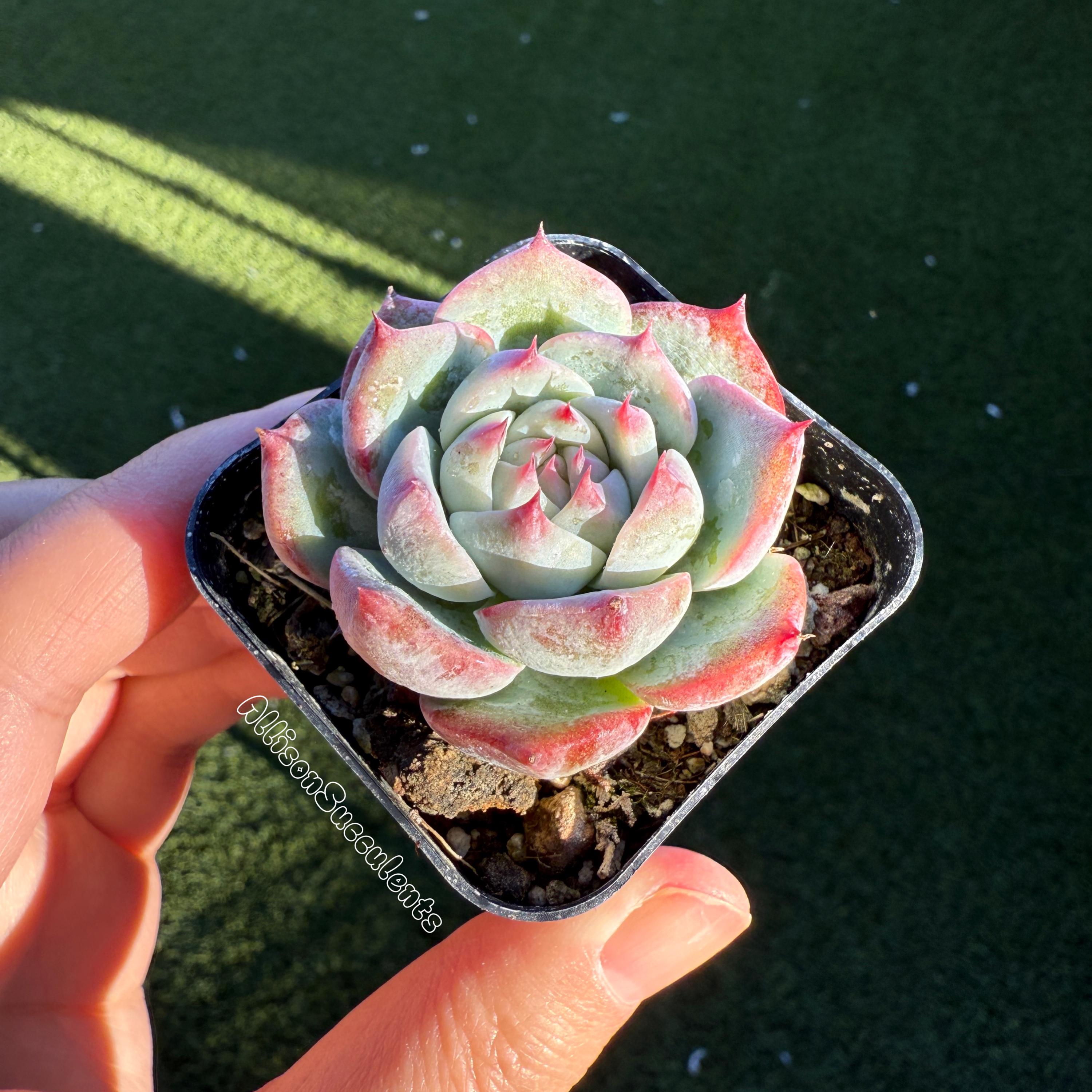 Echeveria Chihuahuaensis Succulents Plants - 2 Inch or 4 Inch Pot