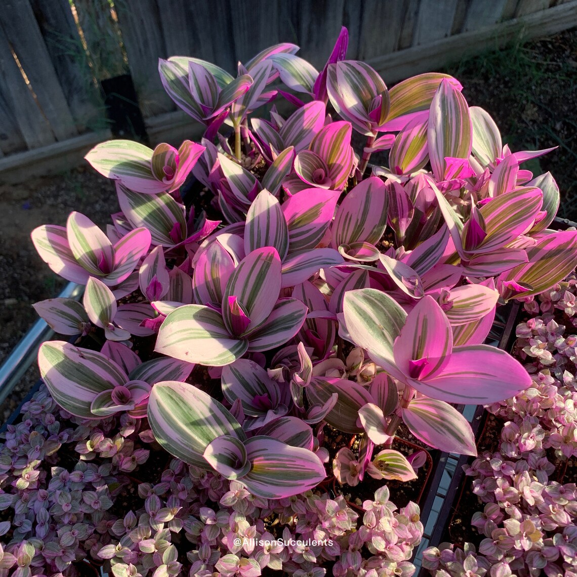 Tradescantia Nanouk Variegated House Plants Etsy