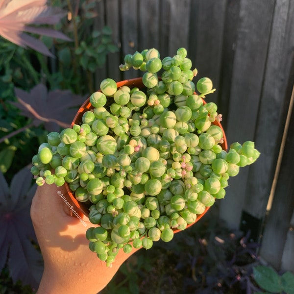 FULL Variegated String of pearls Succulents plants (4 inch)