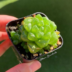 Haworthia cymbiformis var. obtusa Succulents House plants - 2 inch pot