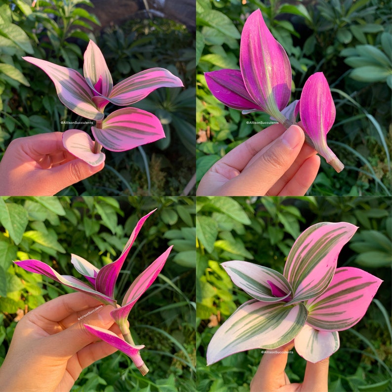 Tradescantia Nanouk Variegated House Plants cutting or 2inch Etsy