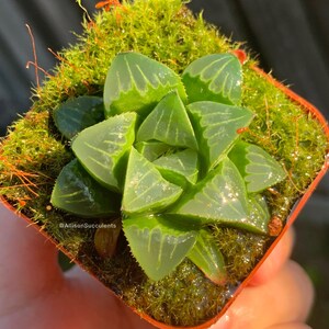 May include: A small succulent plant with translucent, triangular leaves, arranged in a rosette. The leaves have visible vein patterns and are a vibrant green colour. The plant is potted in a small, square container and surrounded by green moss. The text "AllisonSucculents" is visible.