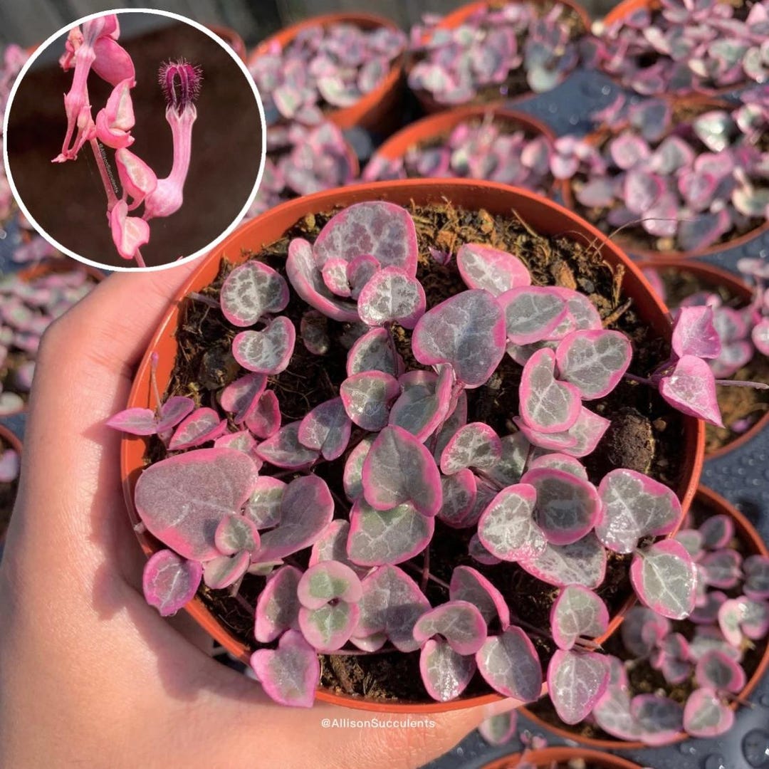 鉢・プランター earnest hearts plants mini volt String of Hearts Variegated | VSOH | Ceropegia Woodii | String of
