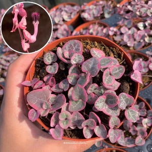 String of Hearts Variegated | VSOH | Ceropegia woodii | String of Hearts | 4 inch pot