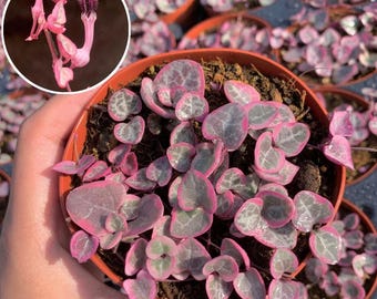 String of Hearts Variegated | VSOH | Ceropegia woodii | String of Hearts | 4 inch pot