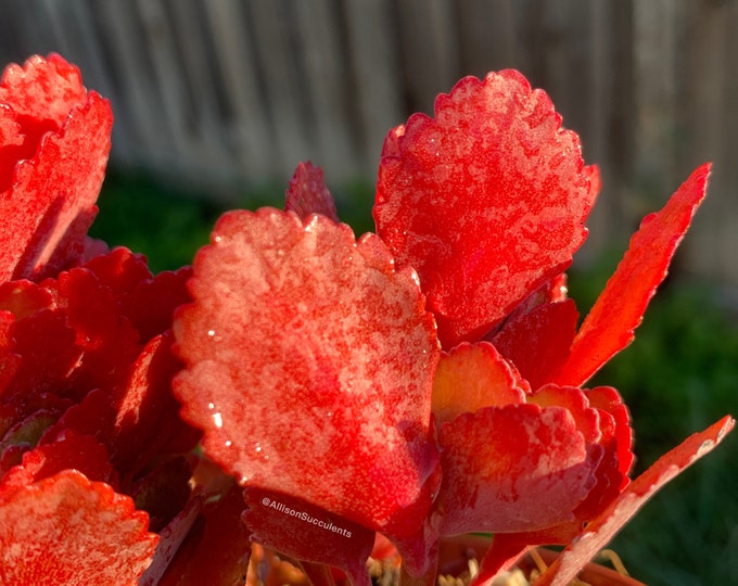 Kalanchoe Candy Cane Succulents Plants 4inch Pot Etsy