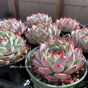 Echeveria chihuahuaensis Succulents Plants - 2 inch or 4 inch pot