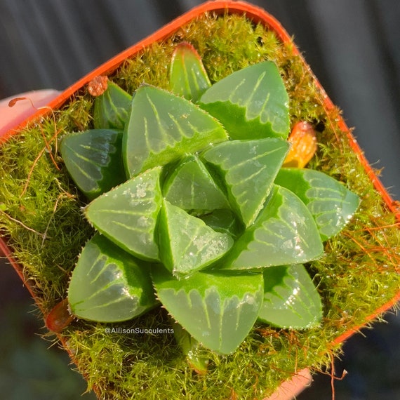 Haworthia Mutica Succulents House Plants Low Light plants - 2inch