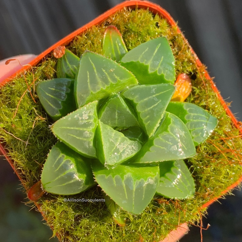 Haworthia Mutica Succulents House Plants Low Light Plants Etsy