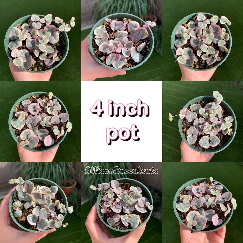 AllisonSucculents String of Hearts - Thumbnail 3